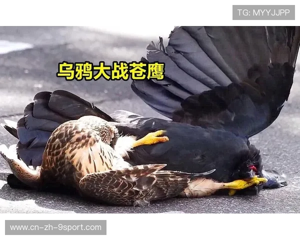 乌鸦主帅强调团队合作，胜利来自信任，乌鸦吧主